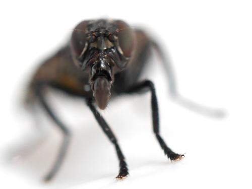 Platystoma seminationis